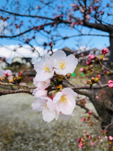 【みんなの掲示板】大教会に春いっぱい